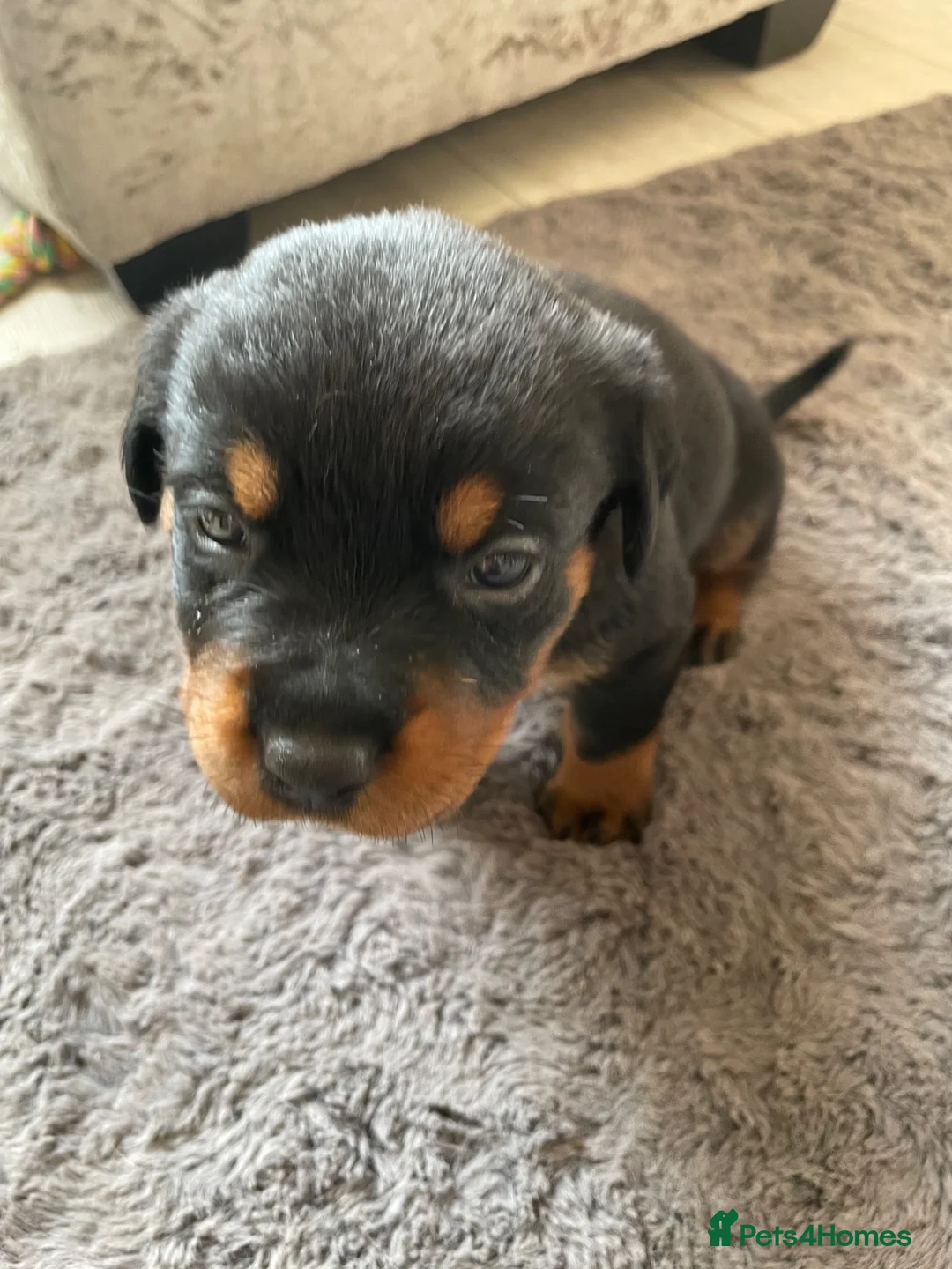 Rottweiler dogs for sale: Rottweiler Puppies - Advert 40