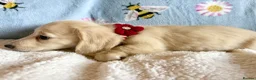 Miniature Dachshund dogs for sale: Cream long haired kc ready to go now - Advert 20