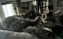 Maine Coon cats for sale: GCCF & TICA Reg Affectionate Maine Coon kittens - Image 24