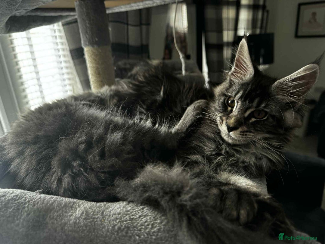 Maine Coon cats for sale: GCCF & TICA Reg Affectionate Maine Coon kittens - Image 24