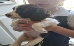 Sprocker dogs for sale: 3 sprockers x springer  pups  - Image 7