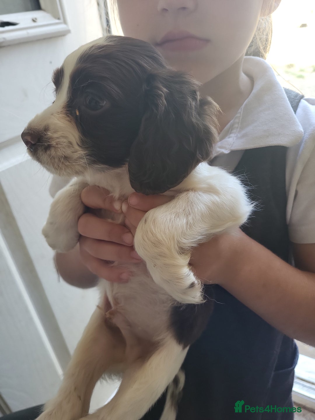 Sprocker dogs for sale: 3 sprockers x springer  pups  - Image 7