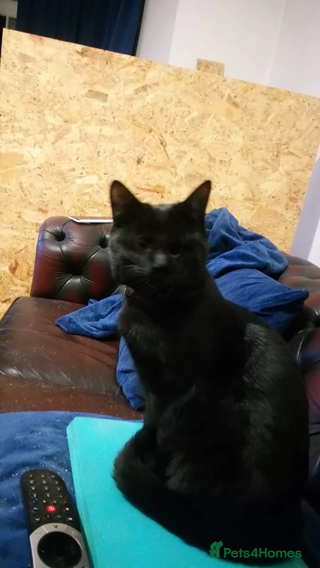 Mixed Breed cats for sale: Adult female black cat  - Advert 2
