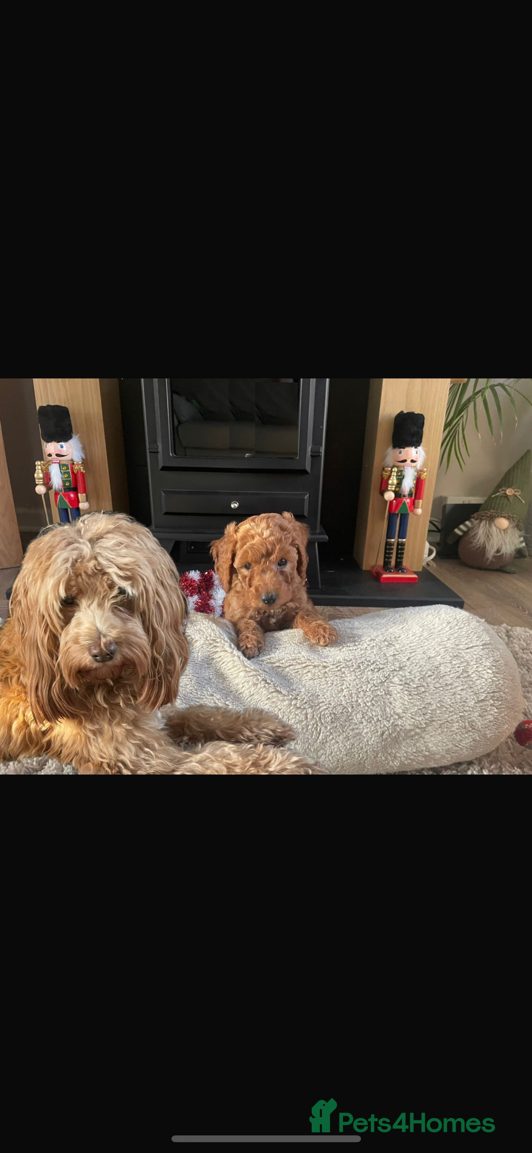 Cockapoo dogs for sale: Beautiful fb1 cockapoo female for sale - Advert 3