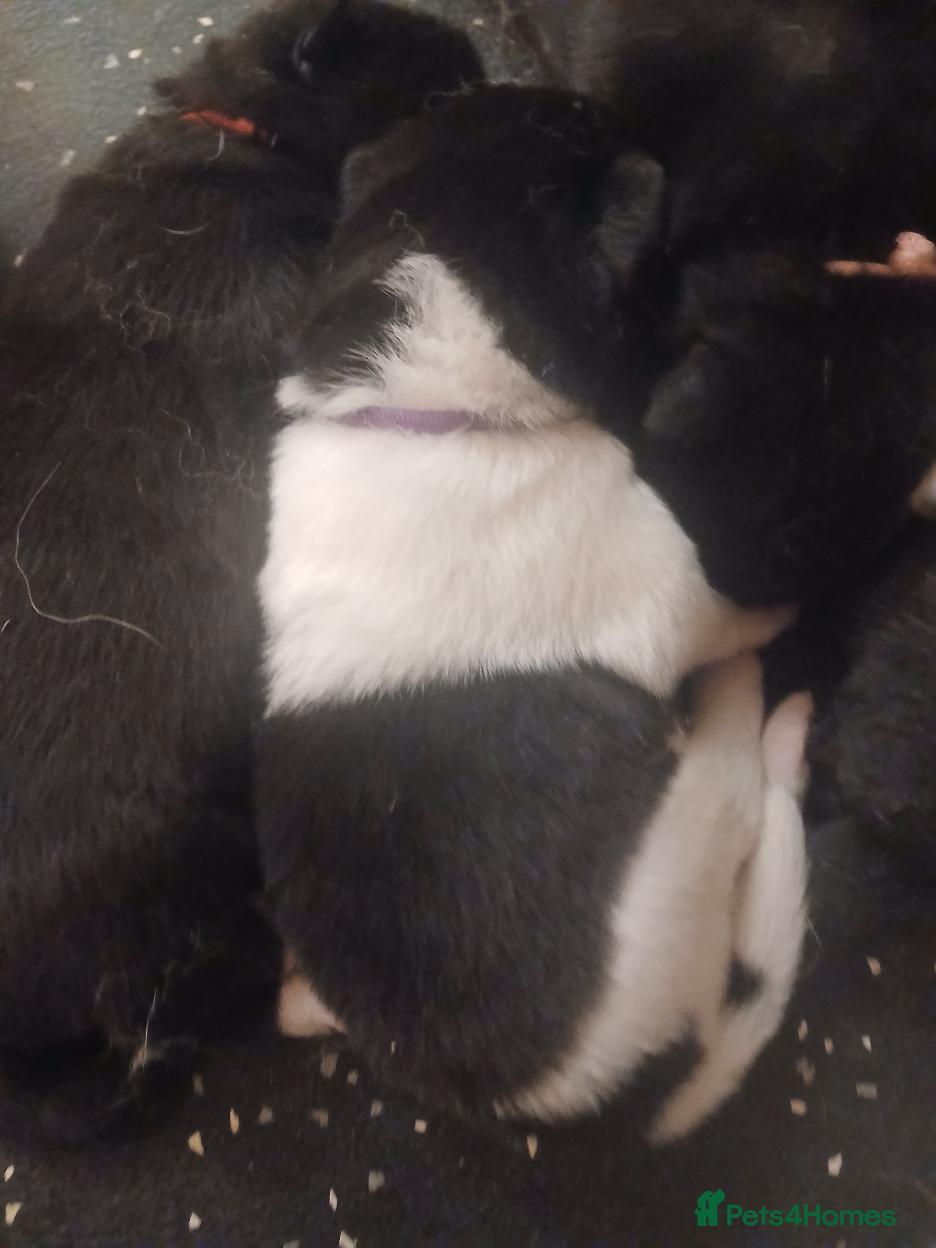 Akita dogs American Akita PUPPIES  - Advert 2