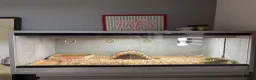 Hermann Tortoise reptiles for sale: Mrs tortoise for sale  in Waterlooville - Advert 4