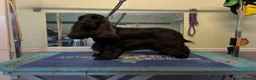 Cocker Spaniel dogs for sale: SHOW TYPE COCKER SPANIEL PUPPIES, Expected  - Advert 6