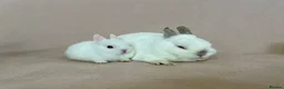 Netherland Dwarf rabbits for sale: Netherland Dwarf White Babies - Advert 3