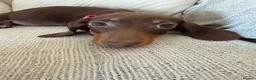 Miniature Dachshund dogs for sale: Miniature dachshund puppies reduced  - Advert 15