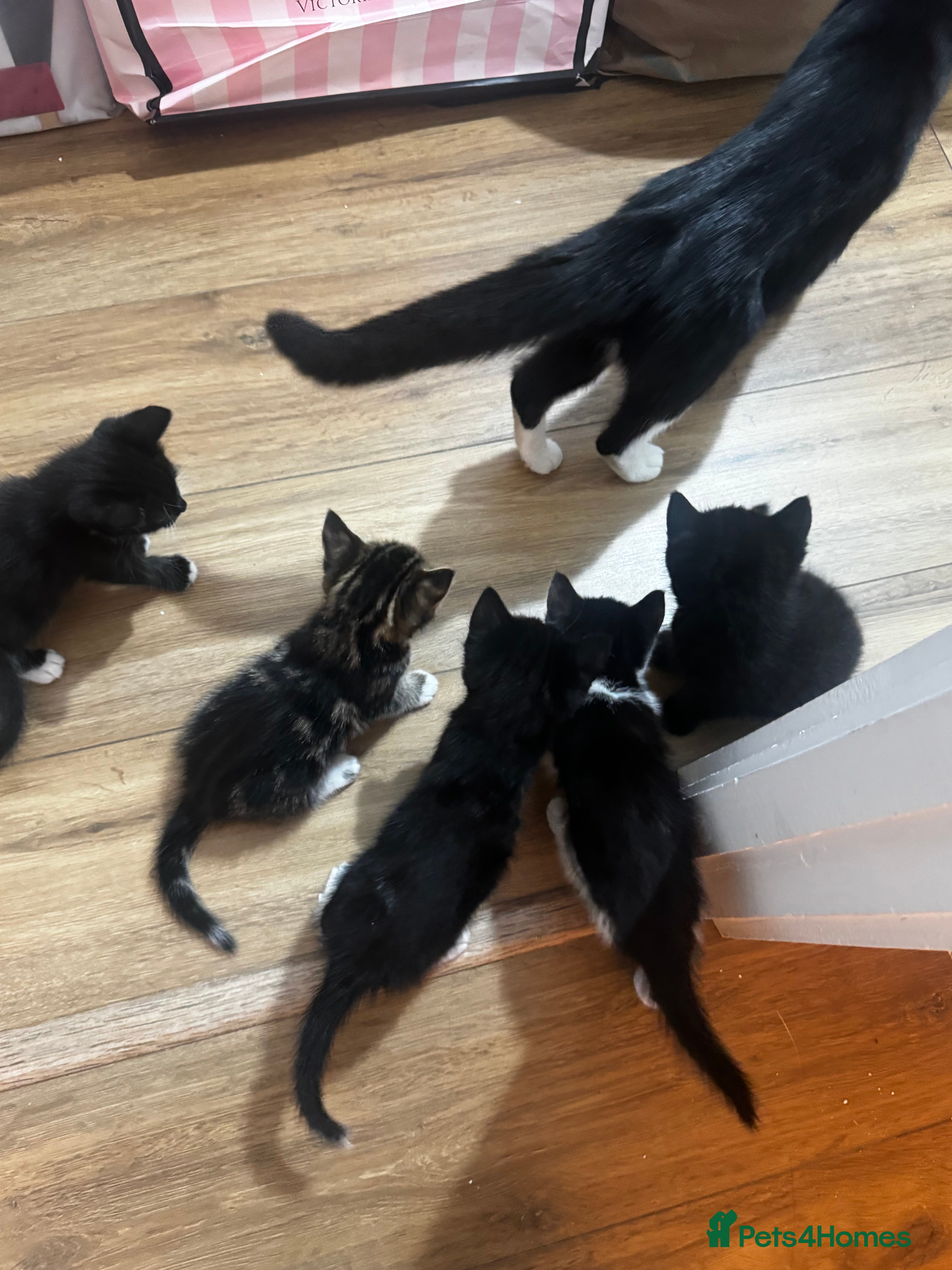 Mixed Breed cats Kittens for sale  - Advert 1