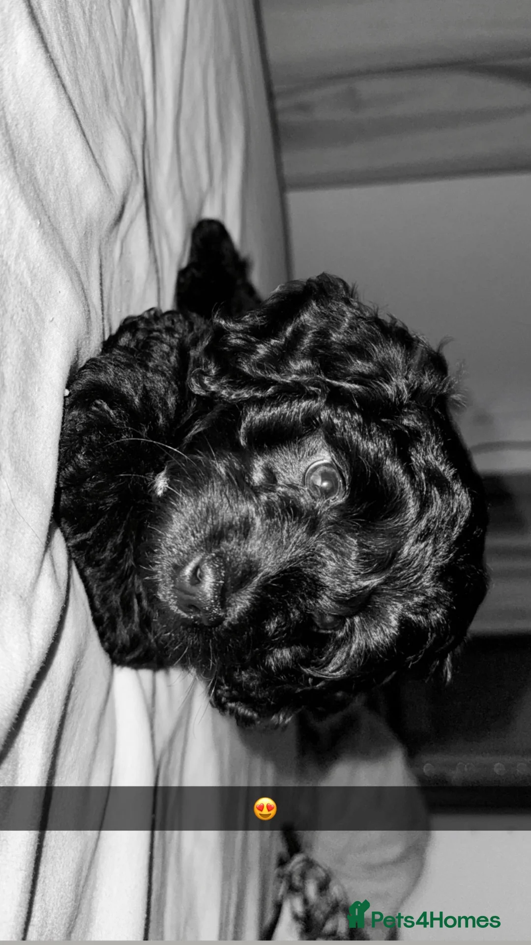 Doxiepoo dogs for sale: Male doxipoo - Advert 1
