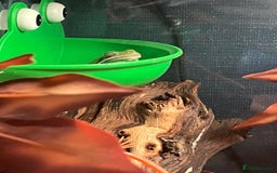 Frog reptiles for sale: Whites tree frog x2 and one tree frog - Image 6