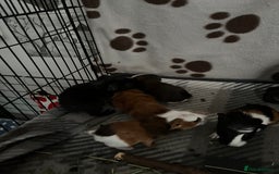Guinea Pig rodents for sale: 5 Beautiful male guinea pigs for sale - Image 3