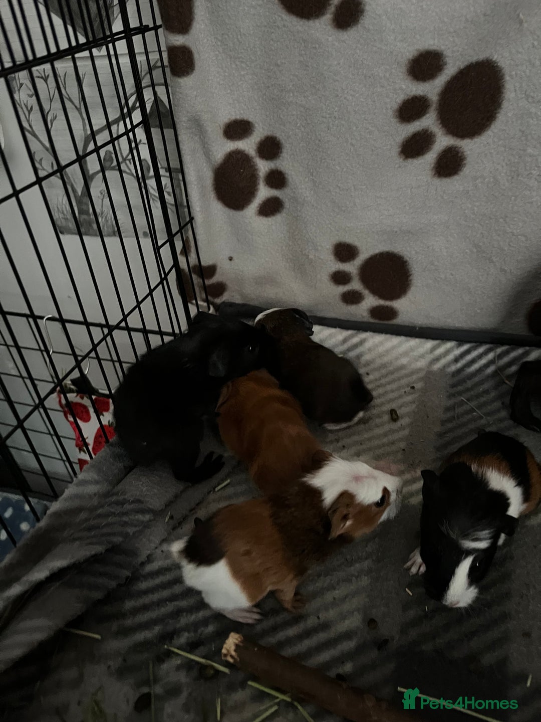 Guinea Pig rodents for sale: 5 Beautiful male guinea pigs for sale - Image 3