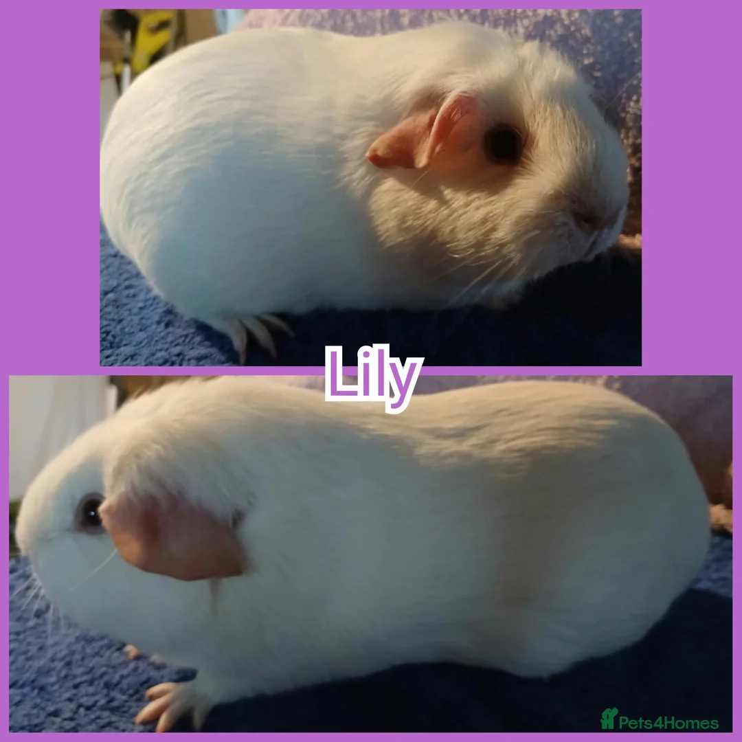 Guinea Pig rodents for sale: Young Girl Guinea Pigs Ready To Leave - Advert 4