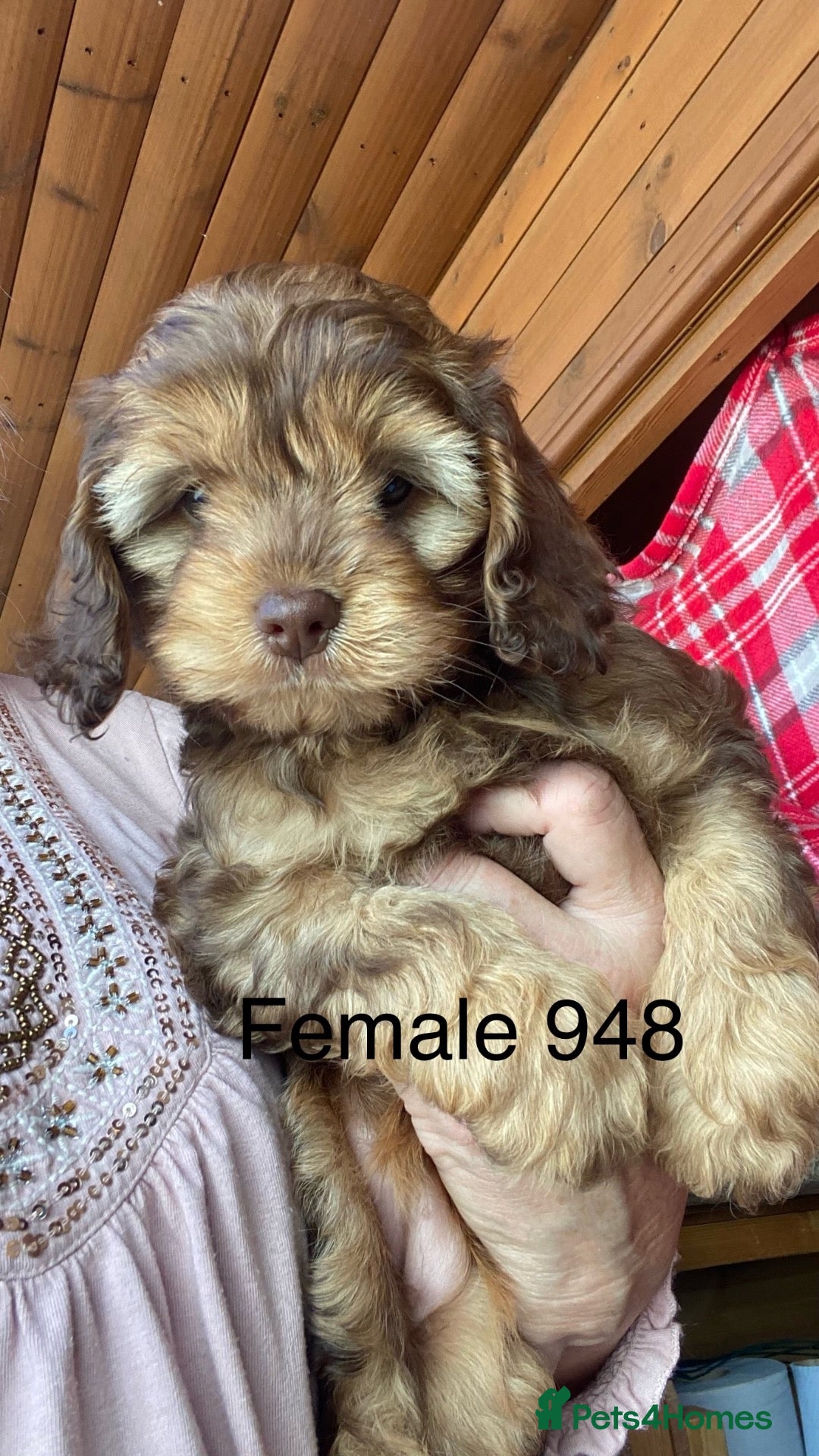 Cockapoo dogs Yankee Doodle cocker poo  - Advert 3