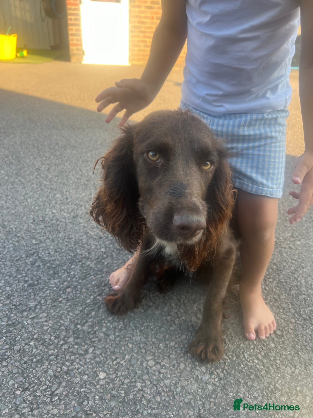 Sprocker dogs for sale: 6 Beautiful puppies  - Advert 5