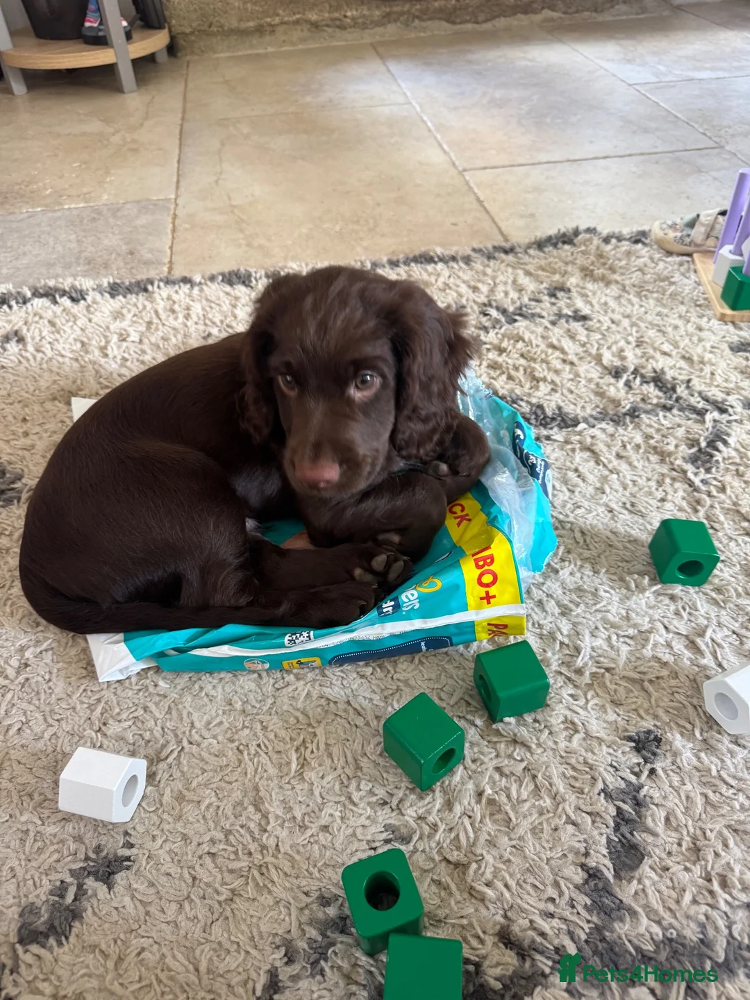 Cocker Spaniel dogs for sale: Male Liver Cocker Spaniel - Advert 2