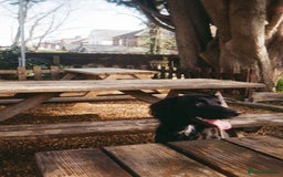 Mixed Breed dogs for sale: Sprollie pup - Image 7