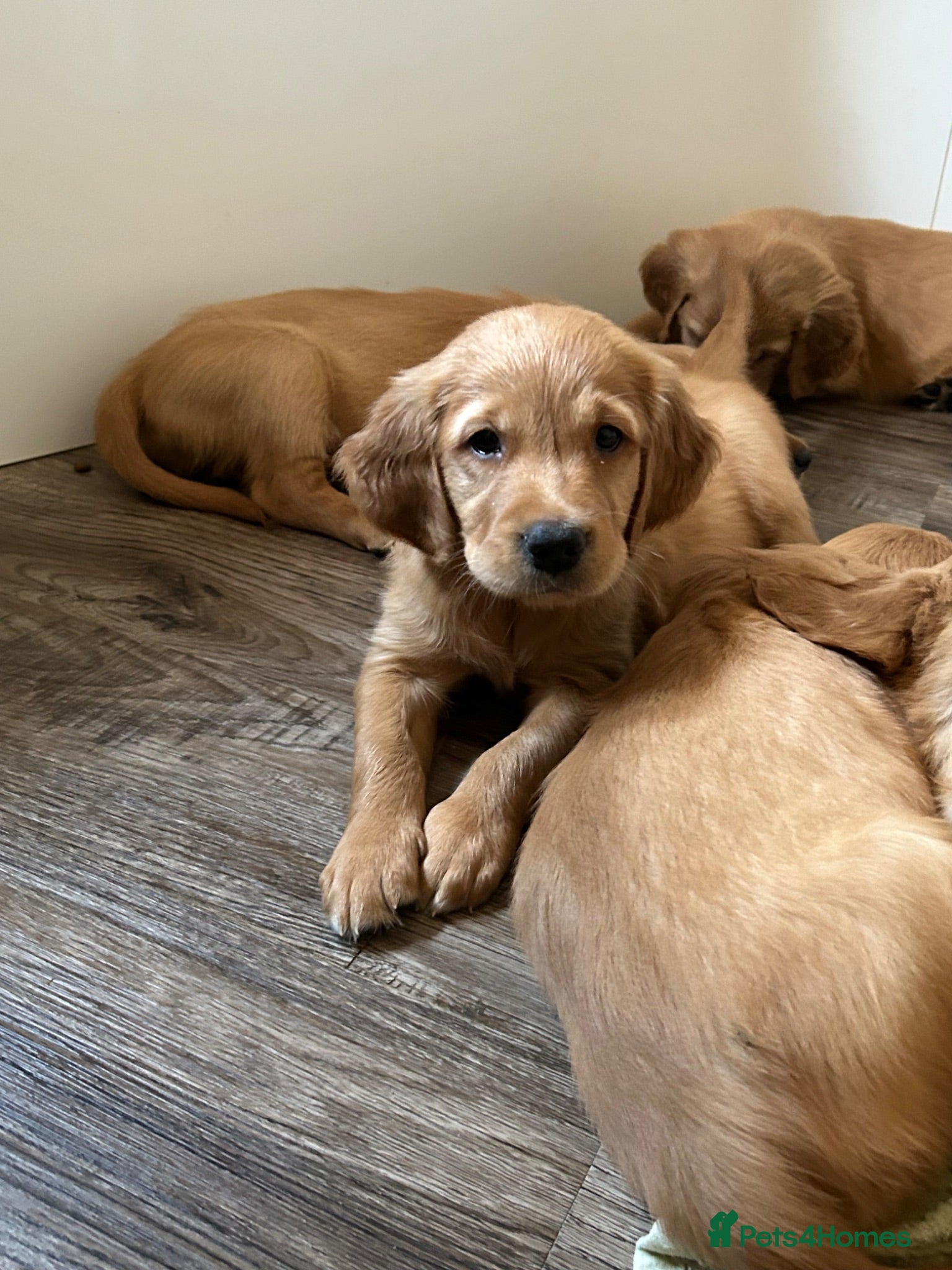 Golden Retriever dogs Beautiful litter of dark red golden retriever pups - Advert 1