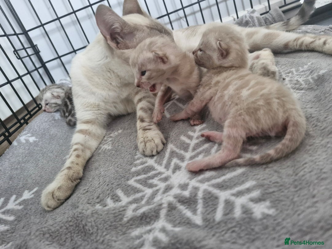 Bengal cats for sale: LAST 1! HEALTH TESTED bengal kittens TICA  - Image 21