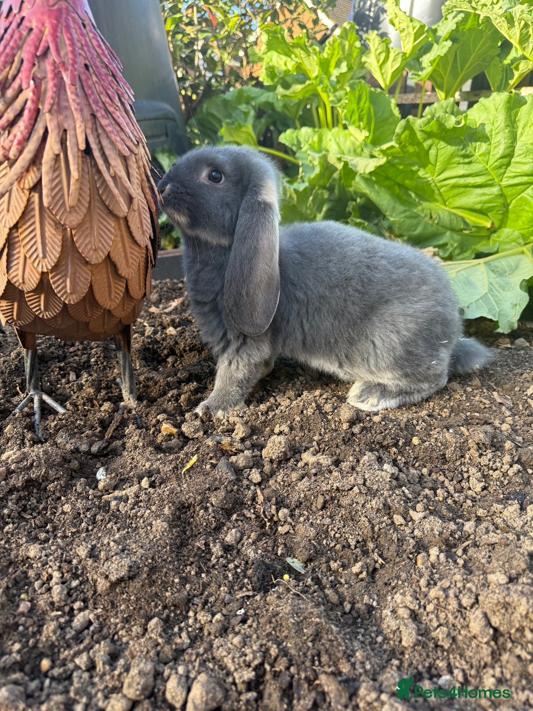 French Lop rabbits for sale: 3 Giant French Lops Bunnies 🐰🩵 - Image 4