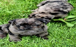 Pug dogs for sale: Pug puppies-Merle, panda and koi - Image 22