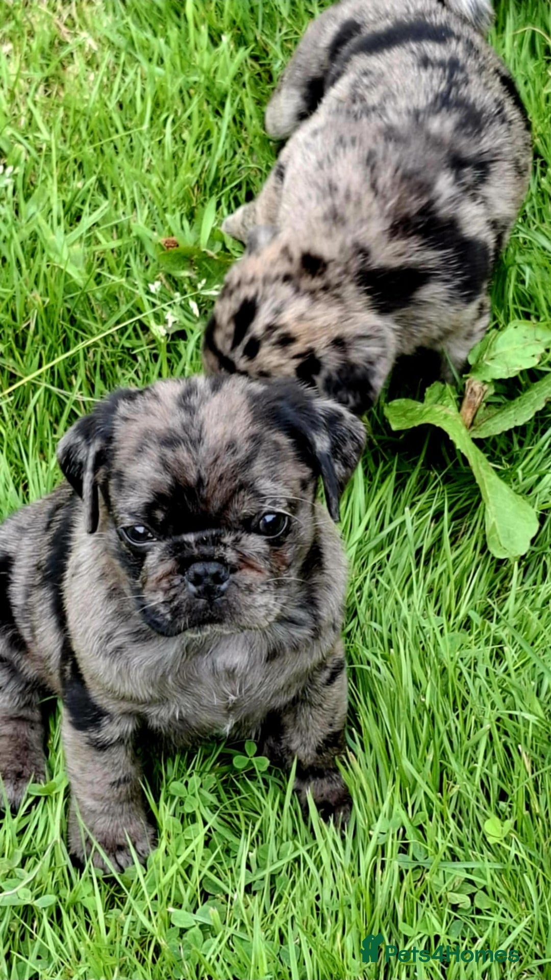Pug dogs for sale: Pug puppies-Merle, panda and koi - Image 22