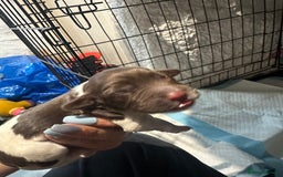 Sprocker dogs for sale: Beautiful sprockers  - Image 7