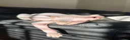Sphynx cats for sale: 1 year old pure sphinx for sale  - Advert 3