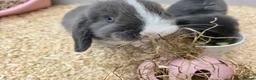 Mini Lop rabbits for sale: Mini Lops Girls 🎀 in Holt - Advert 3