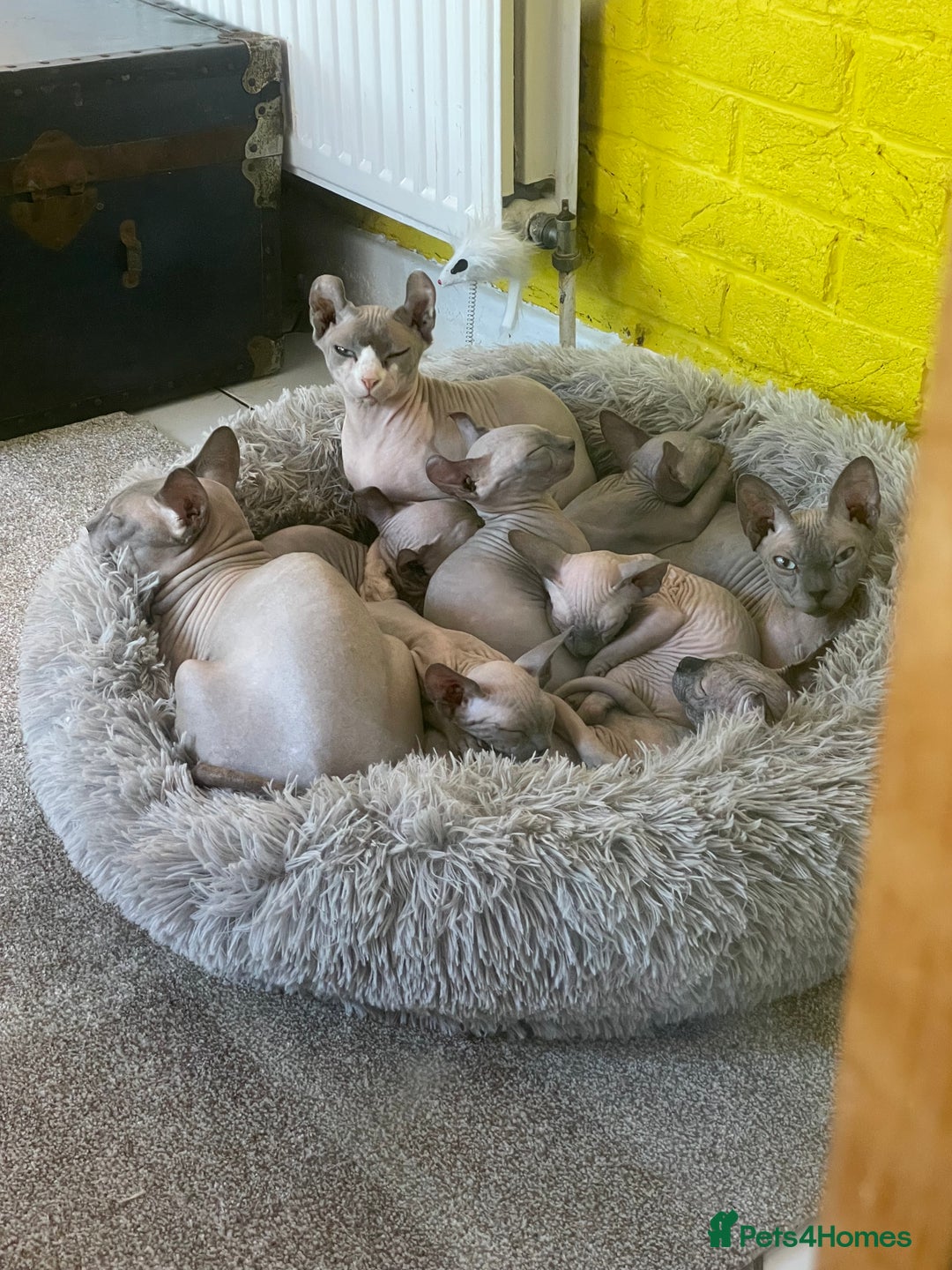 Sphynx cats for sale: Pedigree sphynx kittens  - Image 3