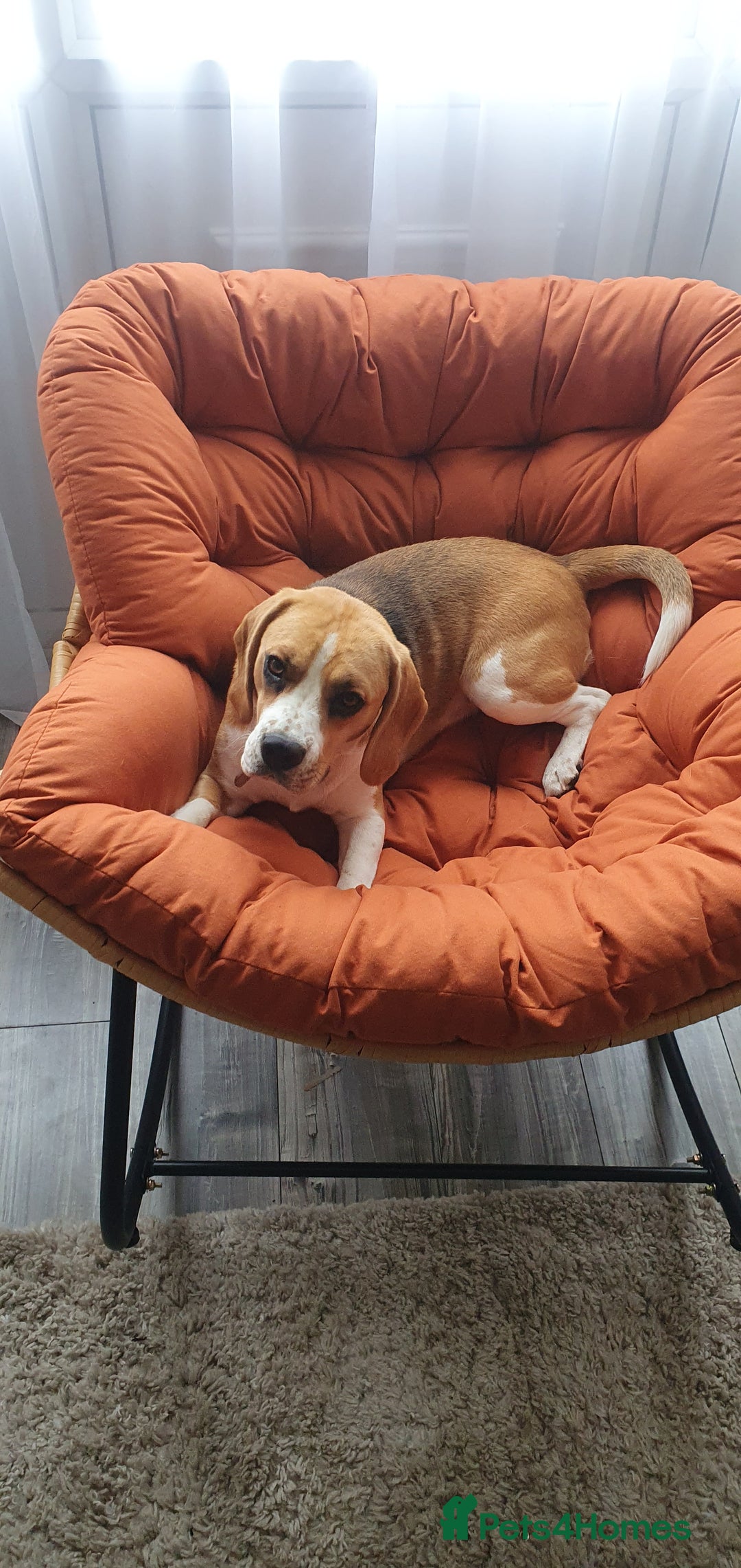 Beagle dogs for sale: Harper - Advert 1