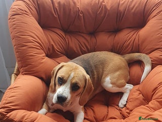 Beagle dogs Harper - Advert 3