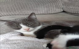 British Shorthair cats for sale: Kittens  - Image 1