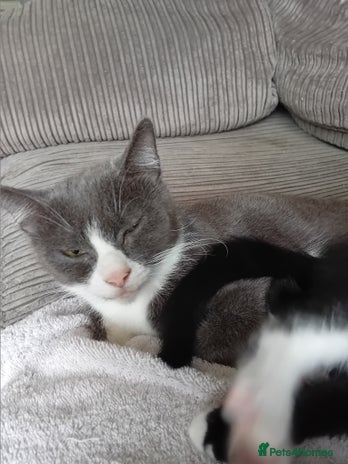 British Shorthair cats - Advert 3