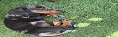 Dachshund 2