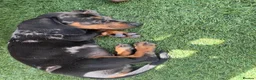 Dachshund dogs for sale: Miniature dachshund puppies - Advert 3