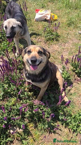 ANNIE - a Superb Smart Girl, for a Loving Home