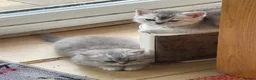British Longhair cats for sale: Stunning white and grey BLH. Wonderful & friendly - Advert 6