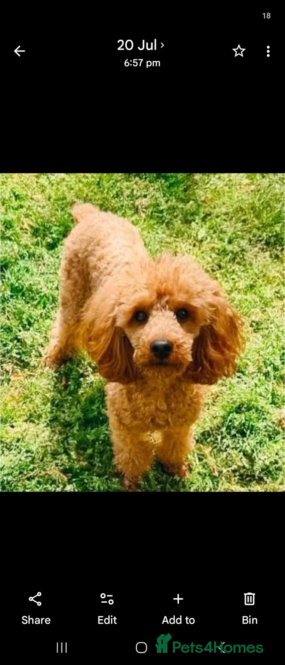 Toy Poodle dogs for sale: Kc red toy poodle  - Advert 9