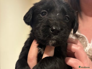 Mixed Breed dogs - Advert 4