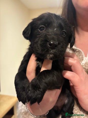 Mixed Breed dogs - Advert 1