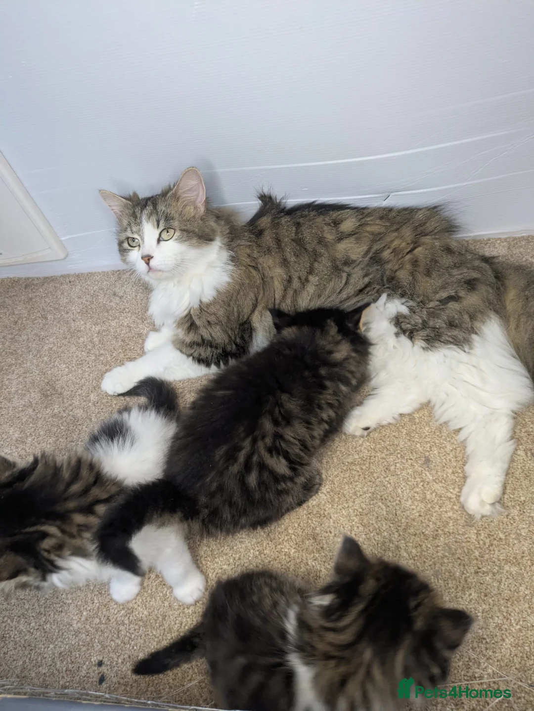 Maine Coon cats for sale: *READY NOW MAINE COON KITTEN* - Advert 9