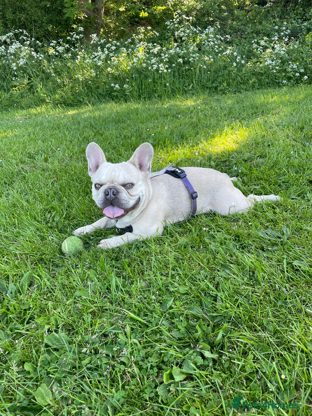 French Bulldog dogs for stud: Bernie  - Image 2