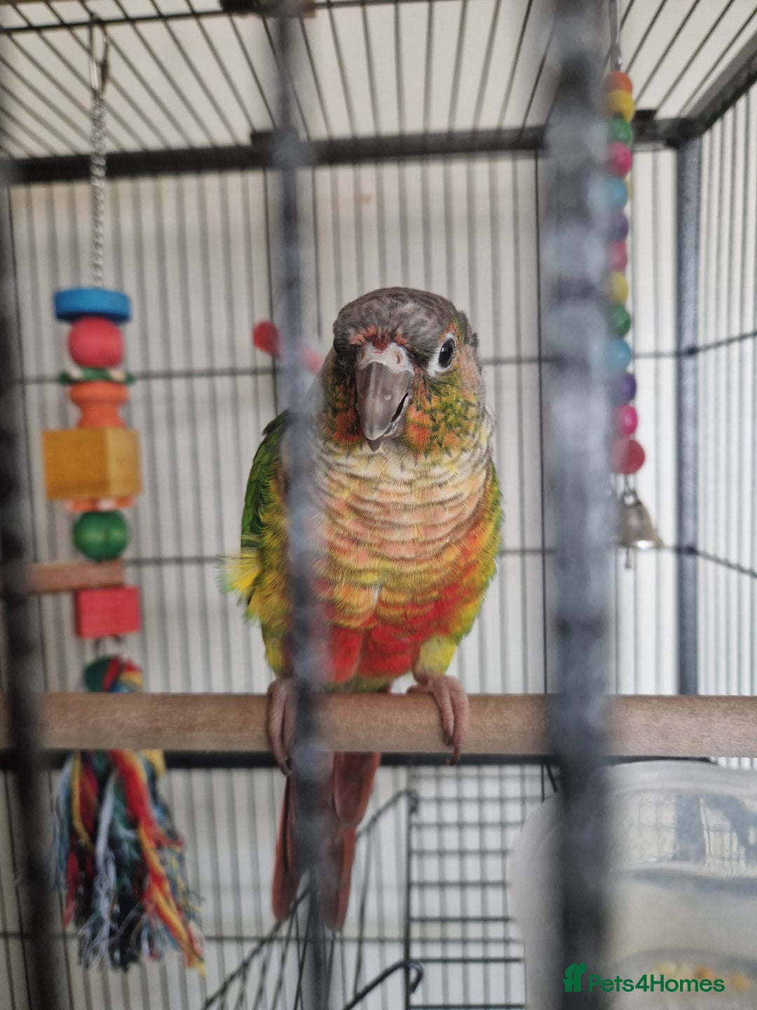 Conures birds for sale: Conure hand tame  - Image 4