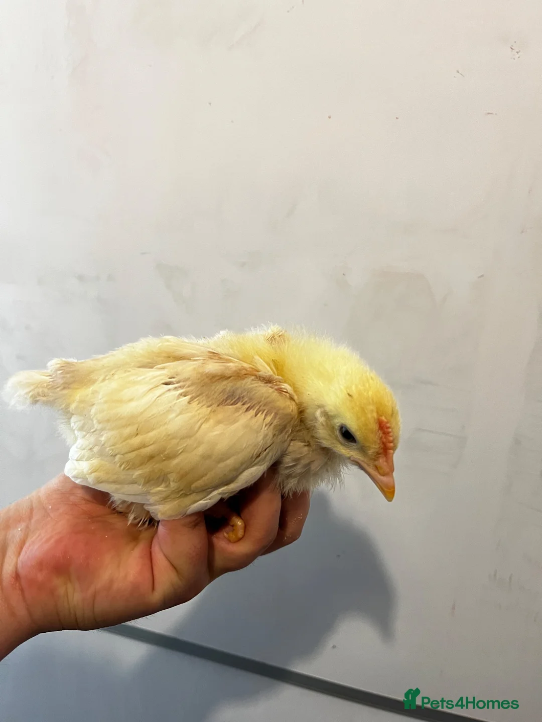 Chickens poultry for sale: 7 Light Sussex Chicks for Sale – 5 Weeks Old in Aberdare - Advert 2