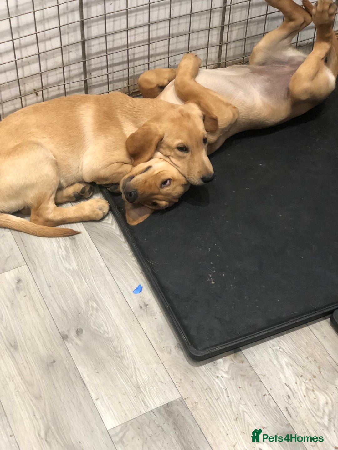 Labrador Retriever dogs for sale: beautiful Labrador girls for sale - Image 6