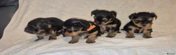 Yorkshire Terrier dogs for sale: 4 Stunning Miniature Yorkshire Terrier Puppiess - Advert 1
