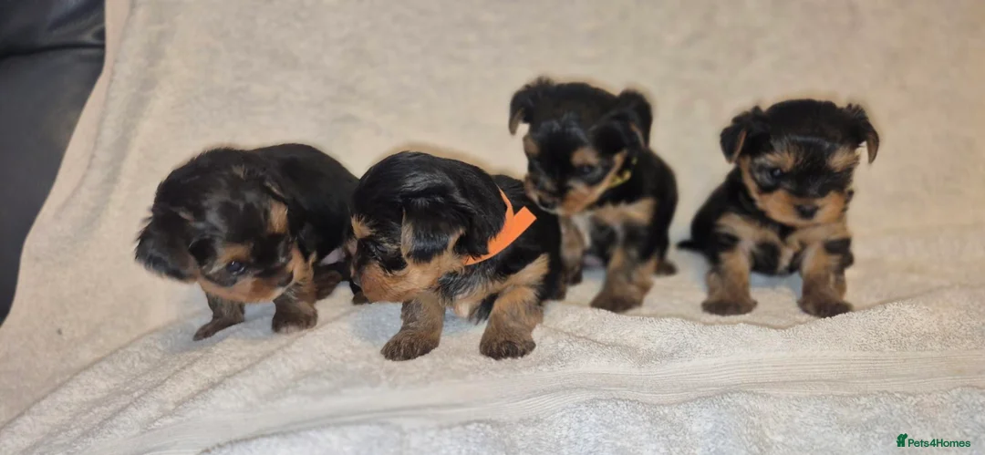 Yorkshire Terrier dogs for sale: 4 Stunning Miniature Yorkshire Terrier Puppiess - Advert 1